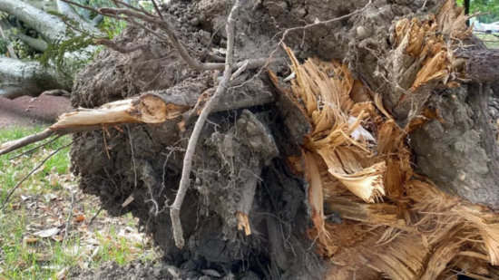 Près de Lyon : 94 peupliers prochainement abattus à cause de leur mauvaise santé