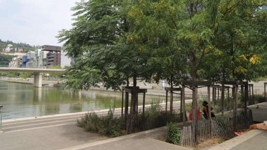 "L’arbre est le meilleur ami de l’Homme" : à Confluence, la végétalisation en plein cœur des politiques d’aménagements de Lyon