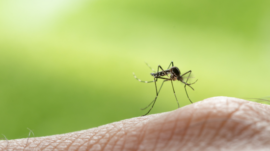 Un cas de dengue près de Lyon, une opération de démoustication réalisée