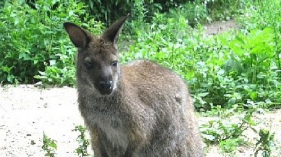 Près de Lyon : le wallaby Jumpy finalement retrouvé sain et sauf près de son enclos