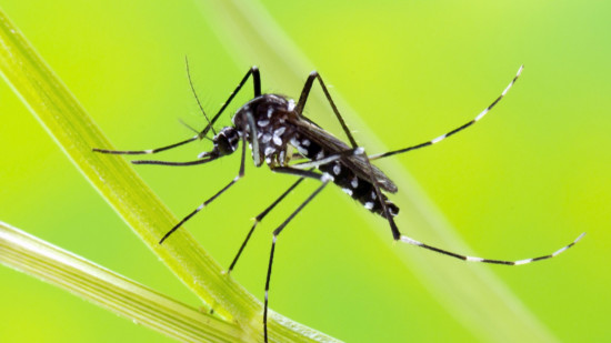 Opération de démoustication à Lyon après la découverte d'un cas de dengue