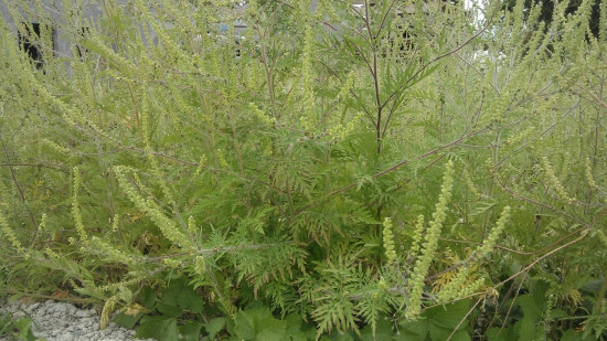 Pollen : le Rhône en alerte rouge à l'ambroisie