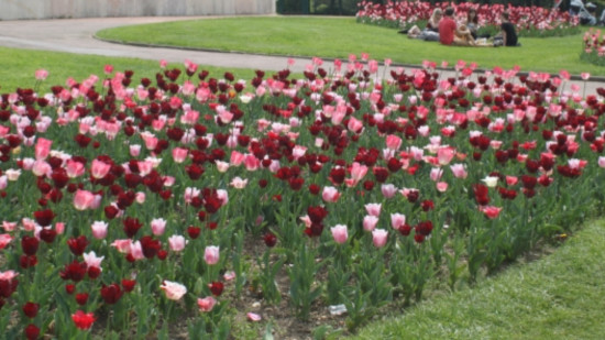 Lyon décroche la "4e Fleur" et un prix pour la préservation de l’environnement