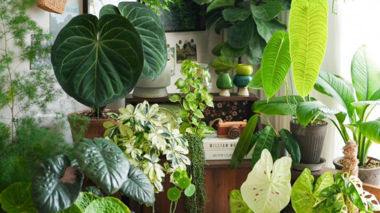 Lyon : plus de 150 variétés de plantes à découvrir à l'occasion d'une grande vente Lyon : plus de 150 variétés de plantes à découvrir à l'occasion d'une grande vente