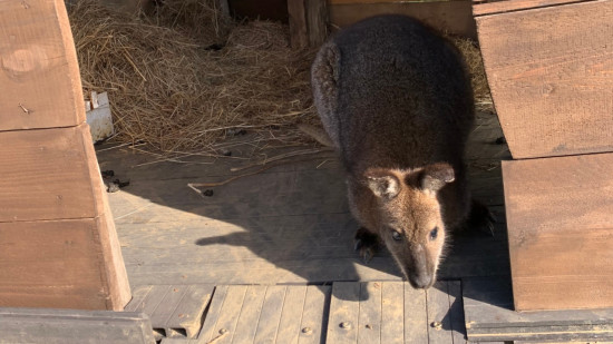 Nouvelle (et courte) fugue pour le wallaby de Mornant au sud de Lyon