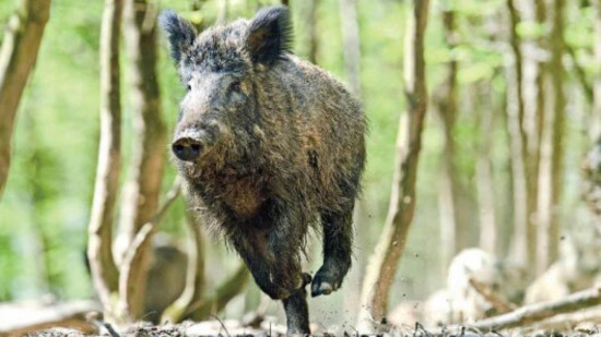 Près de Lyon : le sanglier blessé mord et charge un chasseur