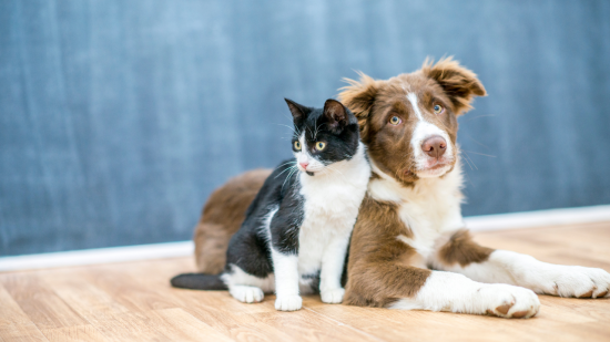 Vivre avec un chien en ville : guide pratique pour les maîtres à Lyon
