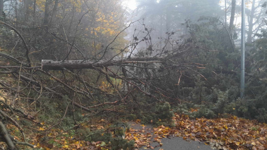 Près de Lyon : le parc de Parilly rouvre ce jeudi après la tempête Bert