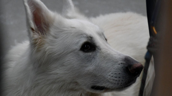 Lyon : la SPA va ouvrir un nouveau dispensaire pour soigner les animaux gratuitement