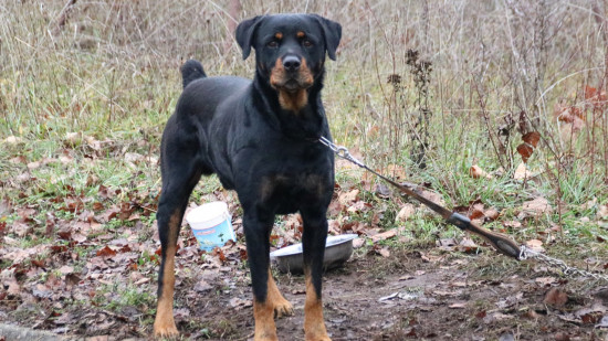 La Ville de Lyon interdit la présence de certains chiens dans les rues pour le Nouvel an