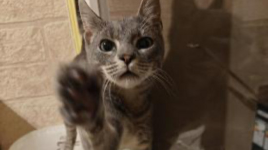 Lyon : disparition de Yoko, un jeune chat perdu à la gare Part-Dieu