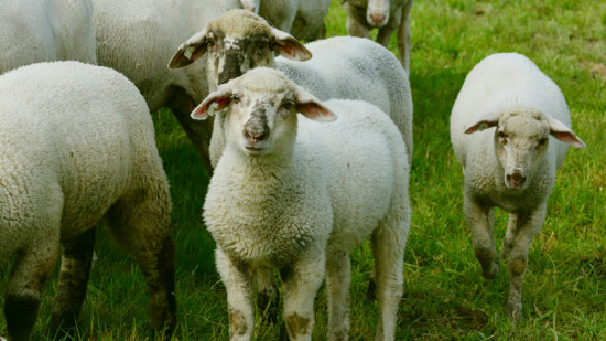 Abattage illégal de moutons pour l’Aïd : un retraité condamné à Lyon Abattage illégal de moutons pour l’Aïd : un retraité condamné à Lyon