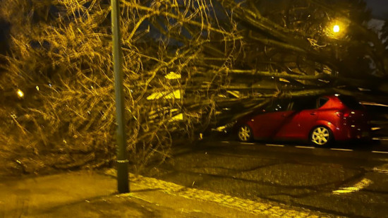 Vent violent dans le Rhône : un arbre écrase des voitures à Vénissieux