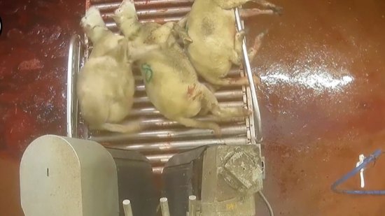 "On sait, mais on ne fait rien" : L214 porte plainte contre l’État après les révélations sur l’abattoir Rhône Ouest "On sait, mais on ne fait rien" : L214 porte plainte contre l’État après les révélations sur l’abattoir Rhône Ouest