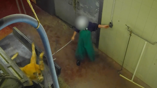 Abattoir Rhône Ouest : la préfecture ordonne des corrections sous 72 heures Abattoir Rhône Ouest : la préfecture ordonne des corrections sous 72 heures