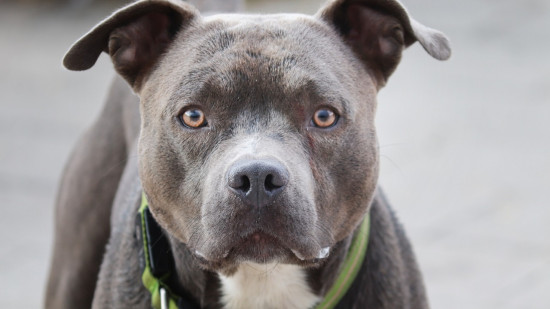 Près de Lyon : un cycliste attaqué par quatre pitbulls
