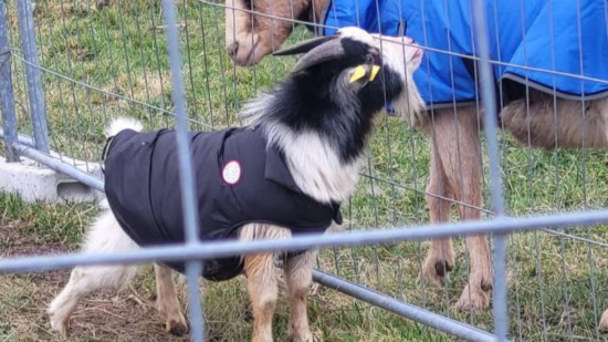 Il allait être tué et mangé à la Part-Dieu à Lyon : le petit bouc a été adopté