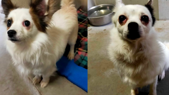 Sauvetage à Lyon : deux chiens retrouvés enfermés dans le noir et sans eau