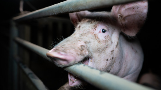 "Michel-Édouard Leclerc n’a plus d’excuses !" : les militants de L214 se mobilisent à Lyon "Michel-Édouard Leclerc n’a plus d’excuses !" : les militants de L214 se mobilisent à Lyon