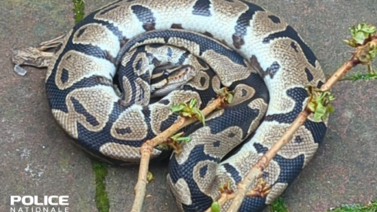 Lyon : un serpent découvert à la Croix-Rousse ! Lyon : un serpent découvert à la Croix-Rousse !