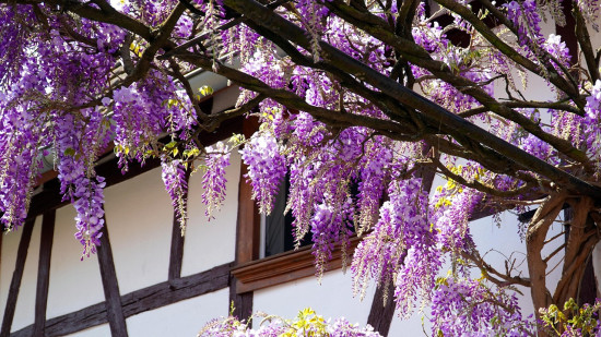 Coup d’envoi du Festival des Glycines à Lyon : c’est le moment de faire des photos !