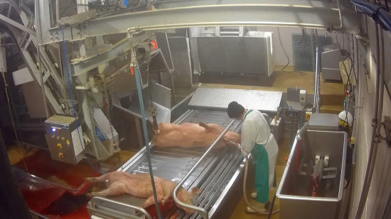 Près de Lyon : un nouvel abattoir visé par l’association L214 Près de Lyon : un nouvel abattoir visé par l’association L214