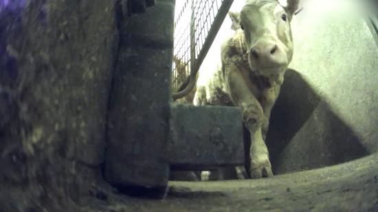 Près de Lyon : L214 dépose une plainte contre la préfecture dans l’affaire de l’abattoir de Charlieu Près de Lyon : L214 dépose une plainte contre la préfecture dans l’affaire de l’abattoir de Charlieu