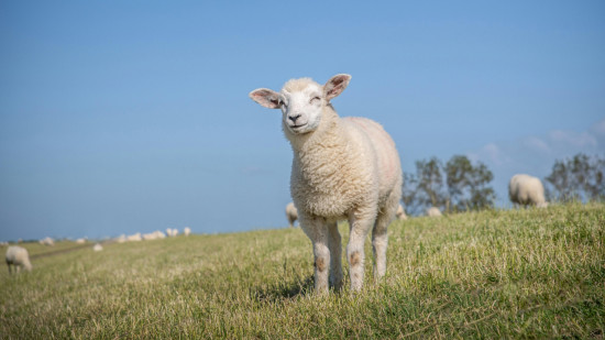Transport, abattage, contrôle sanitaire : les consignes pour l’Aïd dans le Rhône