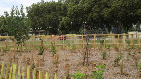 La Métropole de Lyon veut faire appel à l'intelligence artificielle… pour planter des arbres