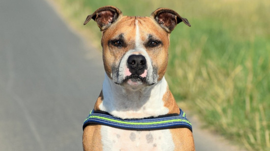 Villeurbanne : un sexagénaire attaqué par deux American Staff, le maître en garde à vue