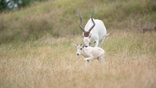 Près de Lyon : deux bébés addax ont vu le jour au Safari de Peaugres