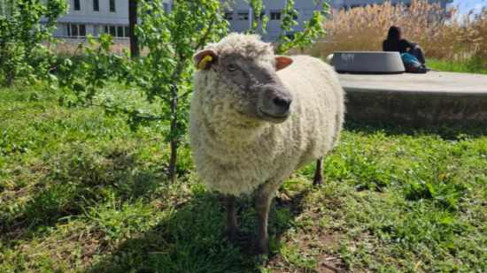 Près de Lyon : une vingtaine de moutons sauvés d'un sacrifice sauvage, un individu interpellé