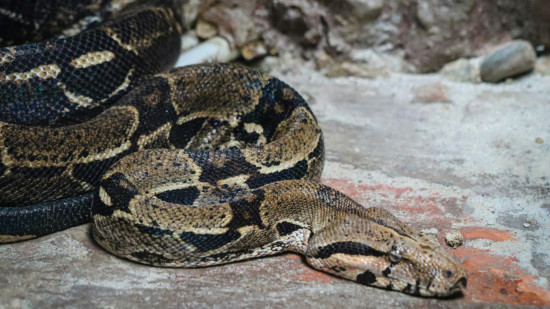 Un serpent géant en fuite dans l’Ouest lyonnais ? : il a finalement été retrouvé