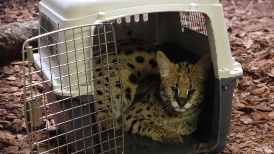 Le serval qui se promenait dans le Rhône a été capturé six mois après sa première apparition