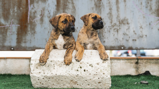 "Les animaux ne sont pas des marchandises" : l’association PAZ indignée par la tenue d’un salon du chiot à Villeurbanne