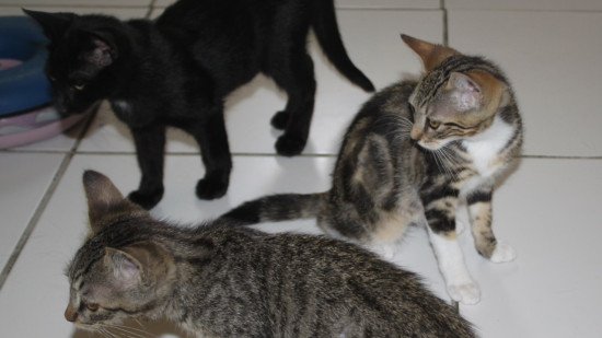 Une famille de Lyonnais accusée par un corbeau de tuer des chats dans le Vaucluse