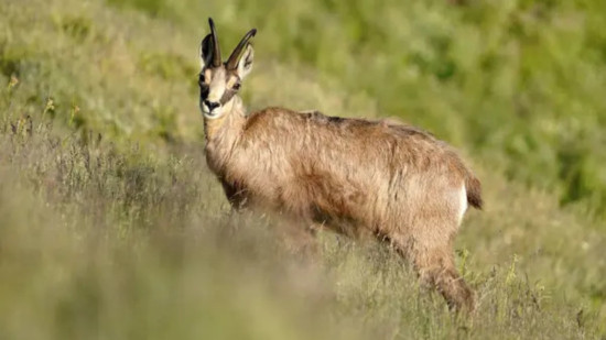 Lyon : le chamois du parc de la Tête d'Or est en cavale en ville