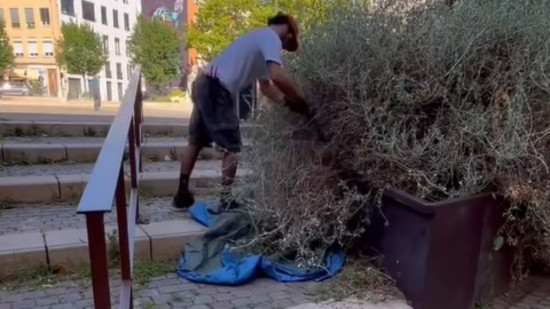 "A la limite du criminel" : le travail de Robin le paysagiste agace les écologistes à Lyon