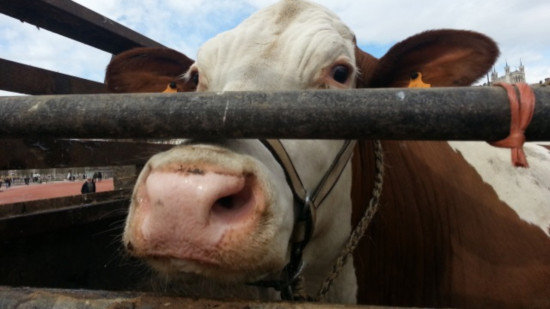 La dermatose nodulaire arrive dans l'Ain : un troupeau doit être abattu