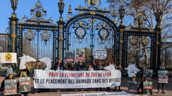 "Grégory Doucet fait comme si le zoo du parc de la Tête d’Or faisait l’unanimité" : ils vont réclamer la fermeture du zoo ce samedi