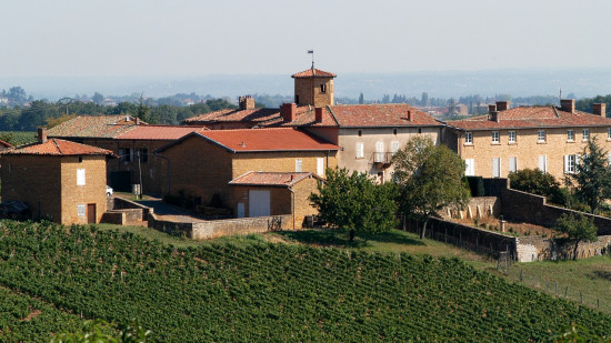 Auvergne-Rhône-Alpes : les personnes qui habitent près des vignes sont plus exposées que les autres aux pesticides