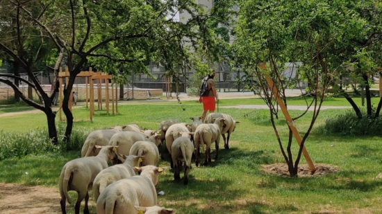 Des moutons à Lyon : la transhumance urbaine de retour pour la 5e édition
