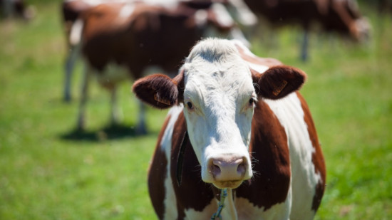 Dermatose nodulaire contagieuse : le Rhône placé entièrement en zone de surveillance