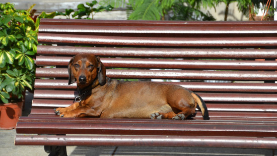 A Lyon, une journée dédiée… aux teckels ! A Lyon, une journée dédiée… aux teckels !