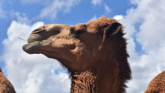 Ain : cinq chameaux en liberté sur la route ce dimanche matin Ain : cinq chameaux en liberté sur la route ce dimanche matin
