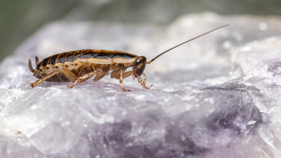 Des blattes vivantes et mortes découvertes : cette pâtisserie de Saint-Fons fermée par la préfecture