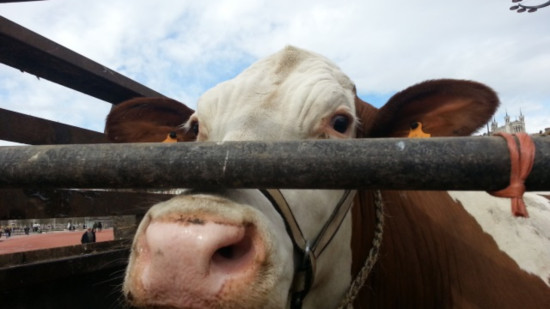Deux vaches mortes dans un accident au nord de Lyon : PETA r&eacute;clame un m&eacute;morial