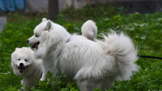 Municipales &agrave; Lyon : ce d&eacute;bat oubli&eacute; que des citoyens veulent remettre sur la table
