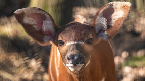 Esp&egrave;ce en danger critique : pourquoi la double naissance de bongos &agrave; Peaugres est un &eacute;v&eacute;nement majeur