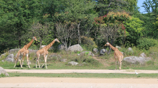 Municipales &agrave; Lyon : Jean-Michel Aulas promet des hologrammes d'animaux au parc de la T&ecirc;te d'Or